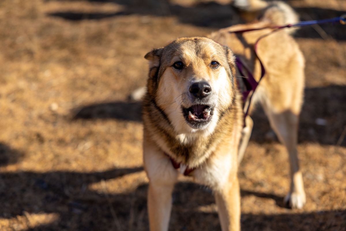 Dog lunging on the lead toward a stranger in Melbourne, the escalation that follows when a growl goes unheeded