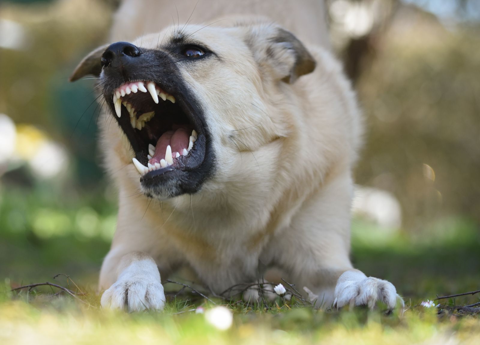Dog snarling and barking with teeth bared and its weight loaded forward, the offensive aggression display owners are afraid of