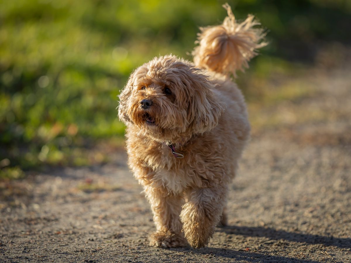 An apricot Cavoodle trotting down a path with its tail up, the small fluffy dog that needs as much structure as a big one