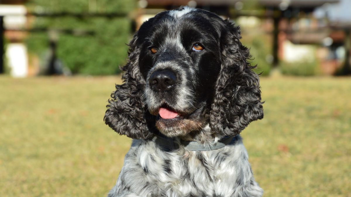 A blue roan Cocker Spaniel sitting in the sun with a soft expression, the busy nose-driven gun dog under the curls