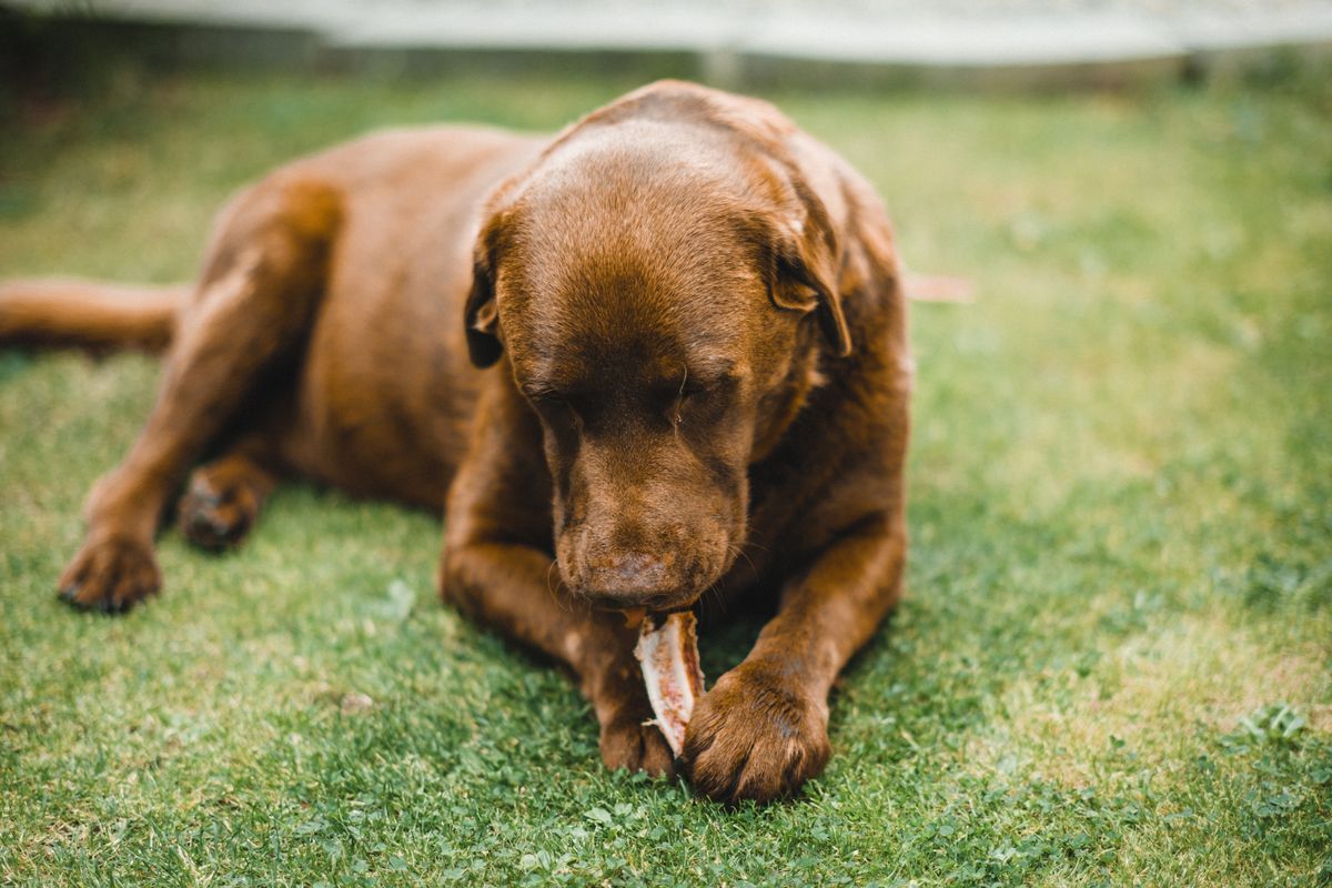 A dog lying on the grass with its head low over a chew, body curled around it, the possessive posture that comes before a guard