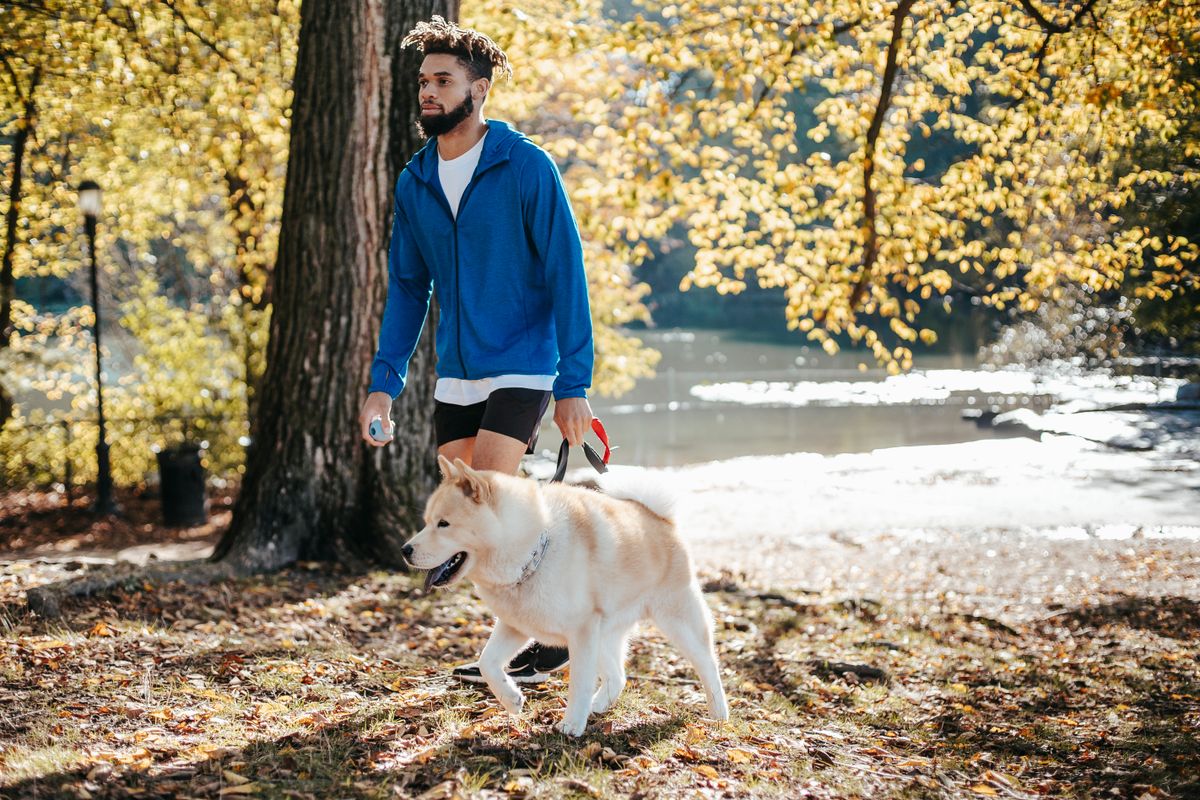 Dog walking close to its handler on a loose leash, looking up by choice, the relationship a bonding-first method is built on