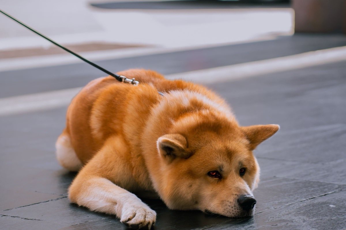 An Akita lying flat on a city street with its lead pulled taut, refusing to move, the earliest exit a dog takes once the walk has become the hard thing