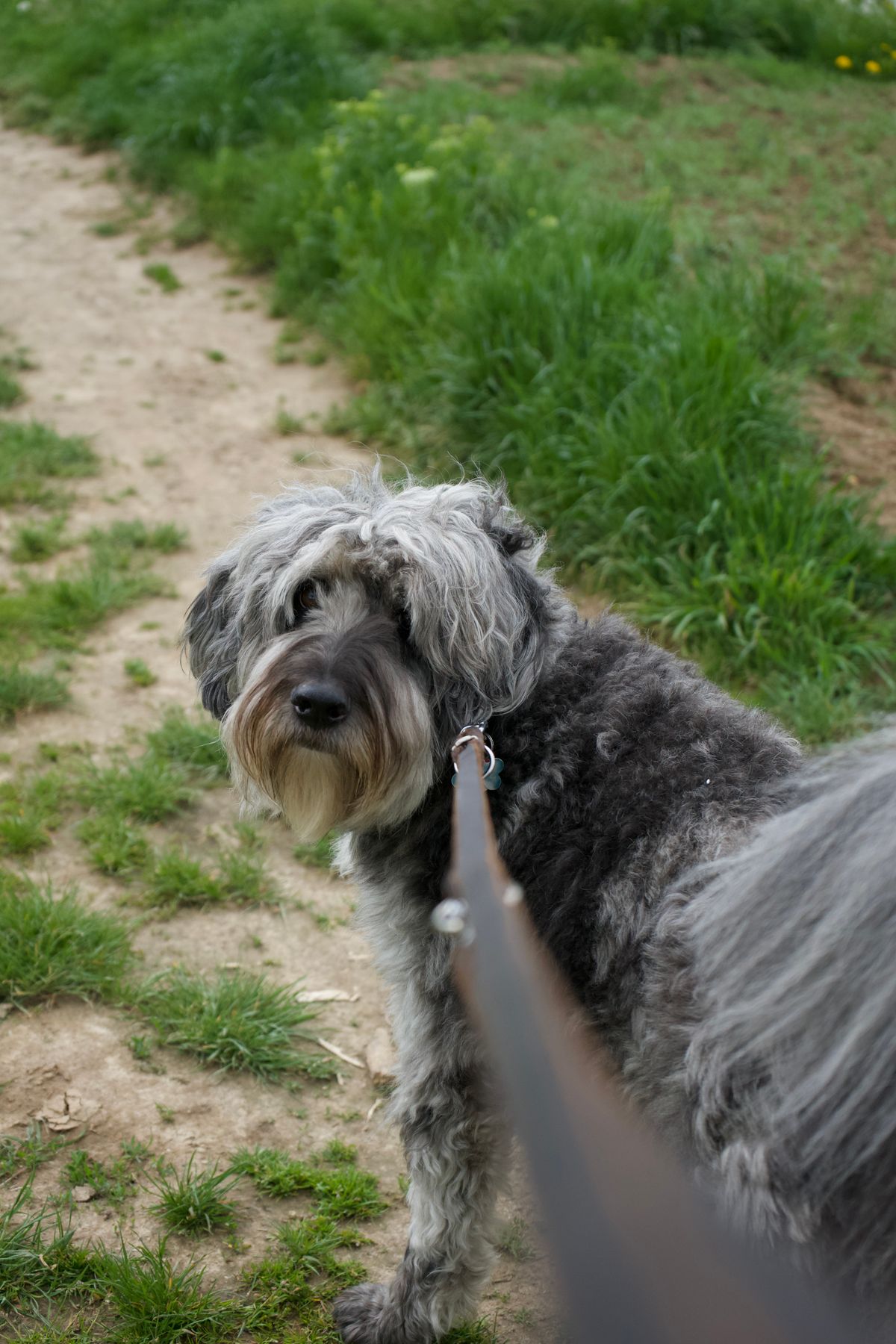 A dog on a loose lead looking up to its handler on a walk, the clear structure reactive dog rules are built on