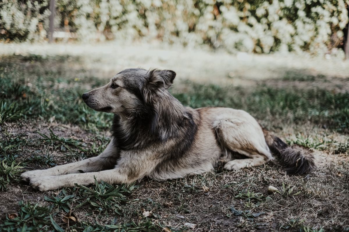 A dog lying calmly and settled on the grass, the low baseline arousal the waterline idea is about