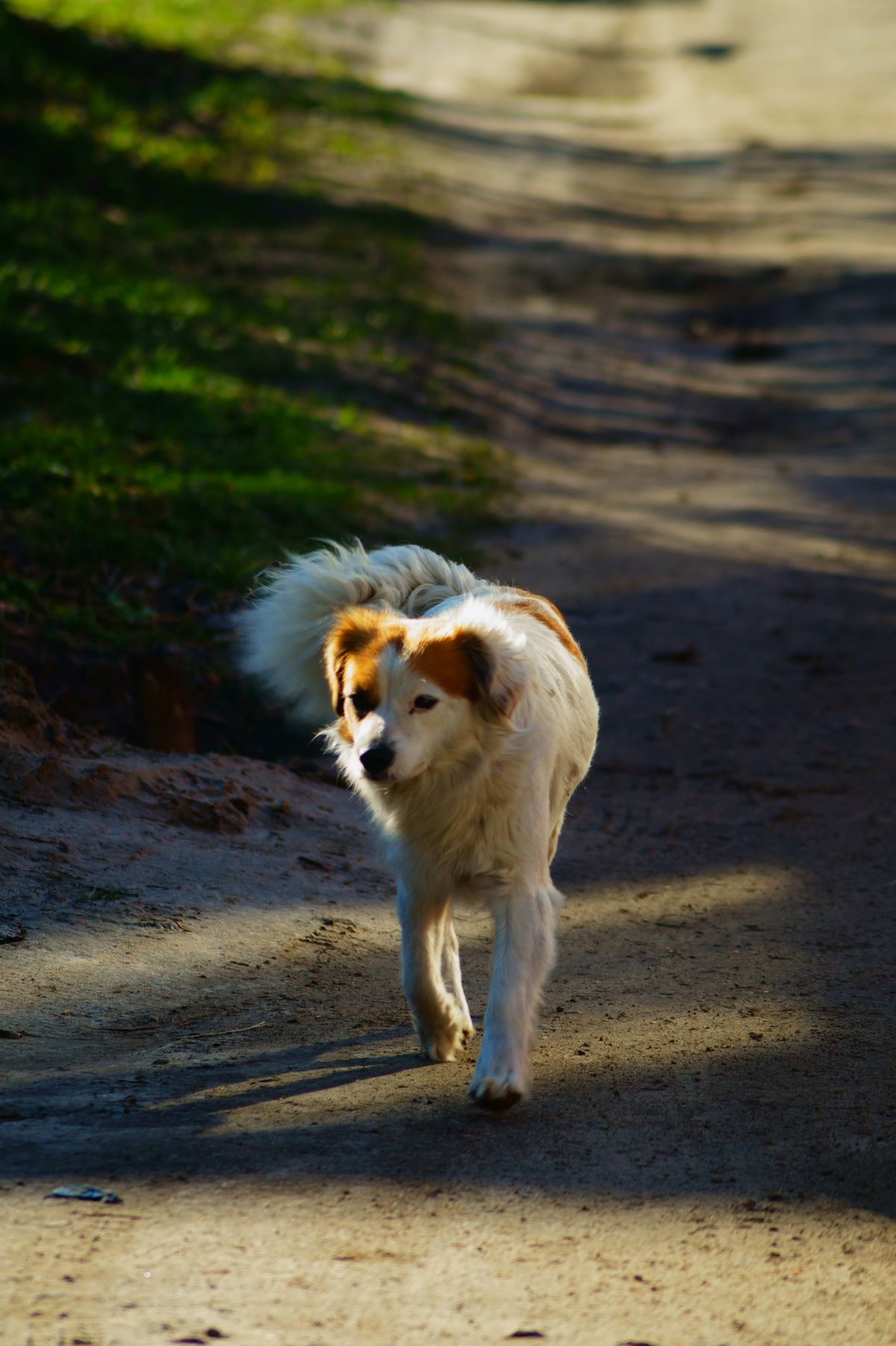 A dog walking calmly toward the camera on a sunlit path, the structured movement that replaces messy walks early on