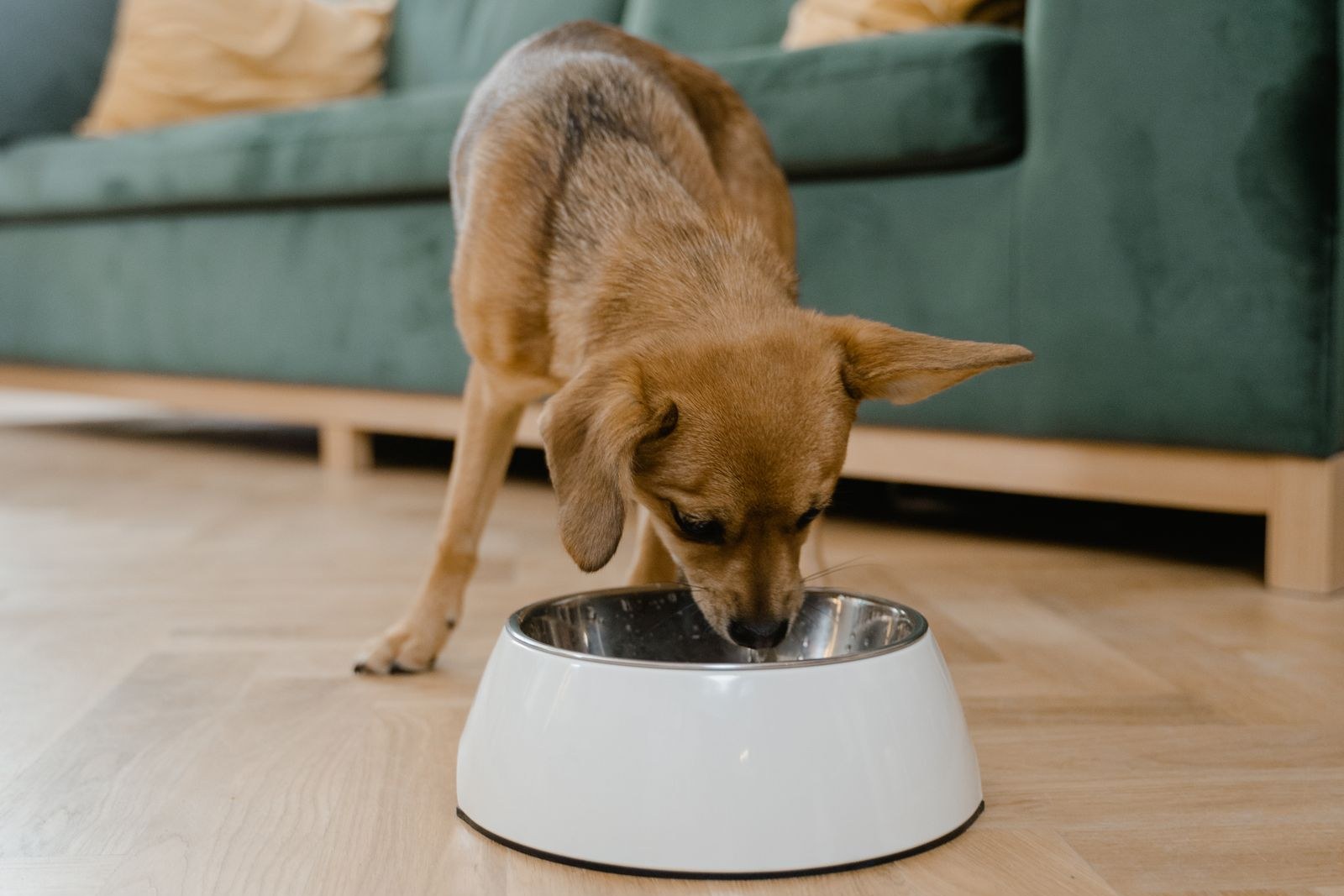 A healthy dog eating a fresh meal from a bowl at home, the everyday routine a fresh food diet becomes