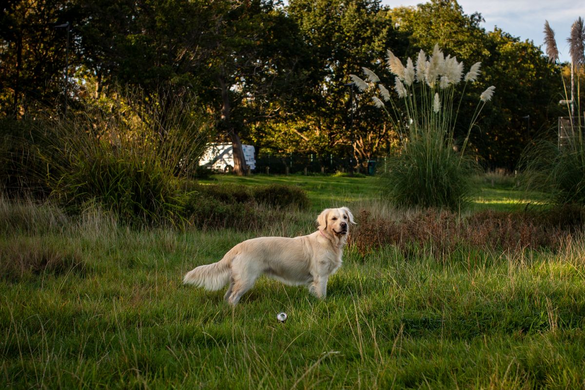 A Golden Retriever standing calmly in a grassy park at golden hour, the soft steady temperament the breed is loved for