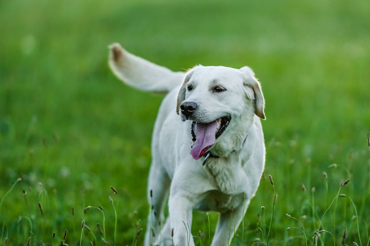 A happy yellow Labrador running across grass with its tongue out, the busy gun-dog energy that needs a real outlet
