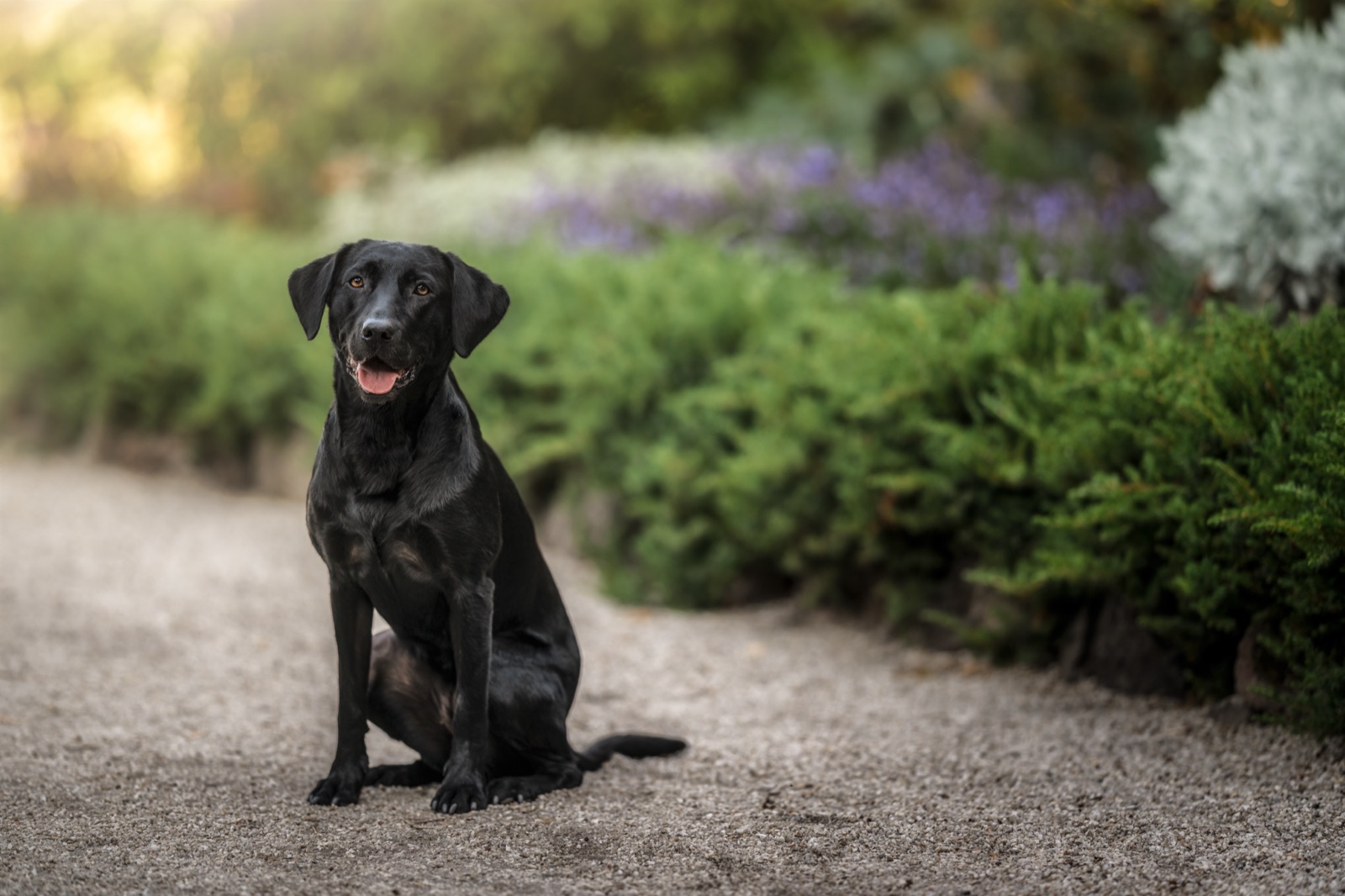 Calm dog walking on a loose lead along a quiet path, how to walk a reactive dog without it barking and lunging