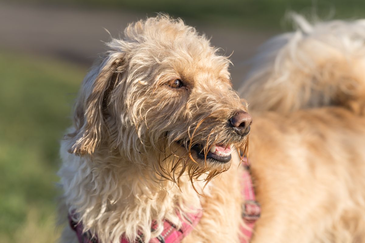 A curly apricot oodle outdoors in the sun, the poodle-cross coat that hides a clever and busy working brain