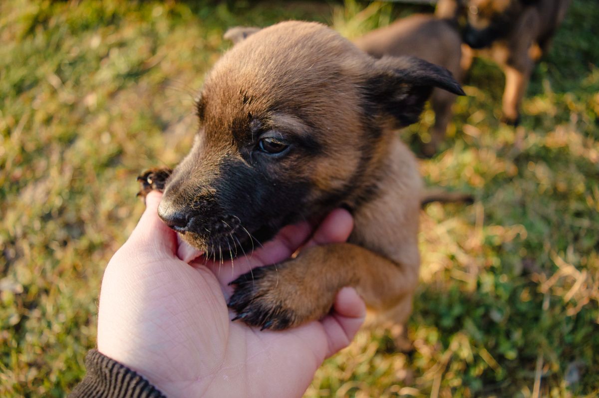 A young puppy held gently in a hand in its first weeks, the early window that shapes a dog before it comes home