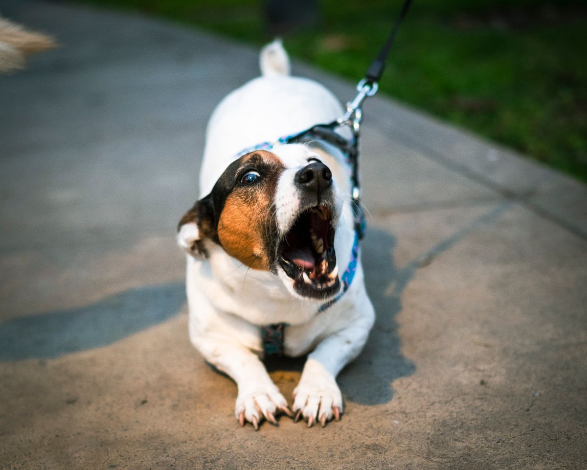 Reactive dog barking and lunging on the lead, showing what dog reactivity looks like and the fear or frustration behind it
