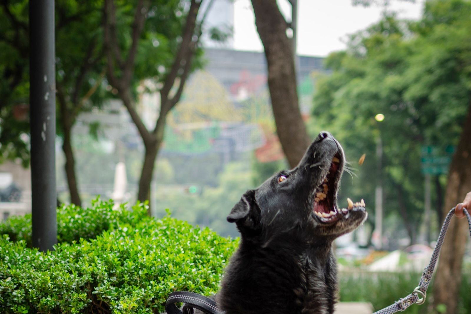 Reactive dog barking and straining up at the end of the leash on a walk, the moment owners are trying to learn to handle