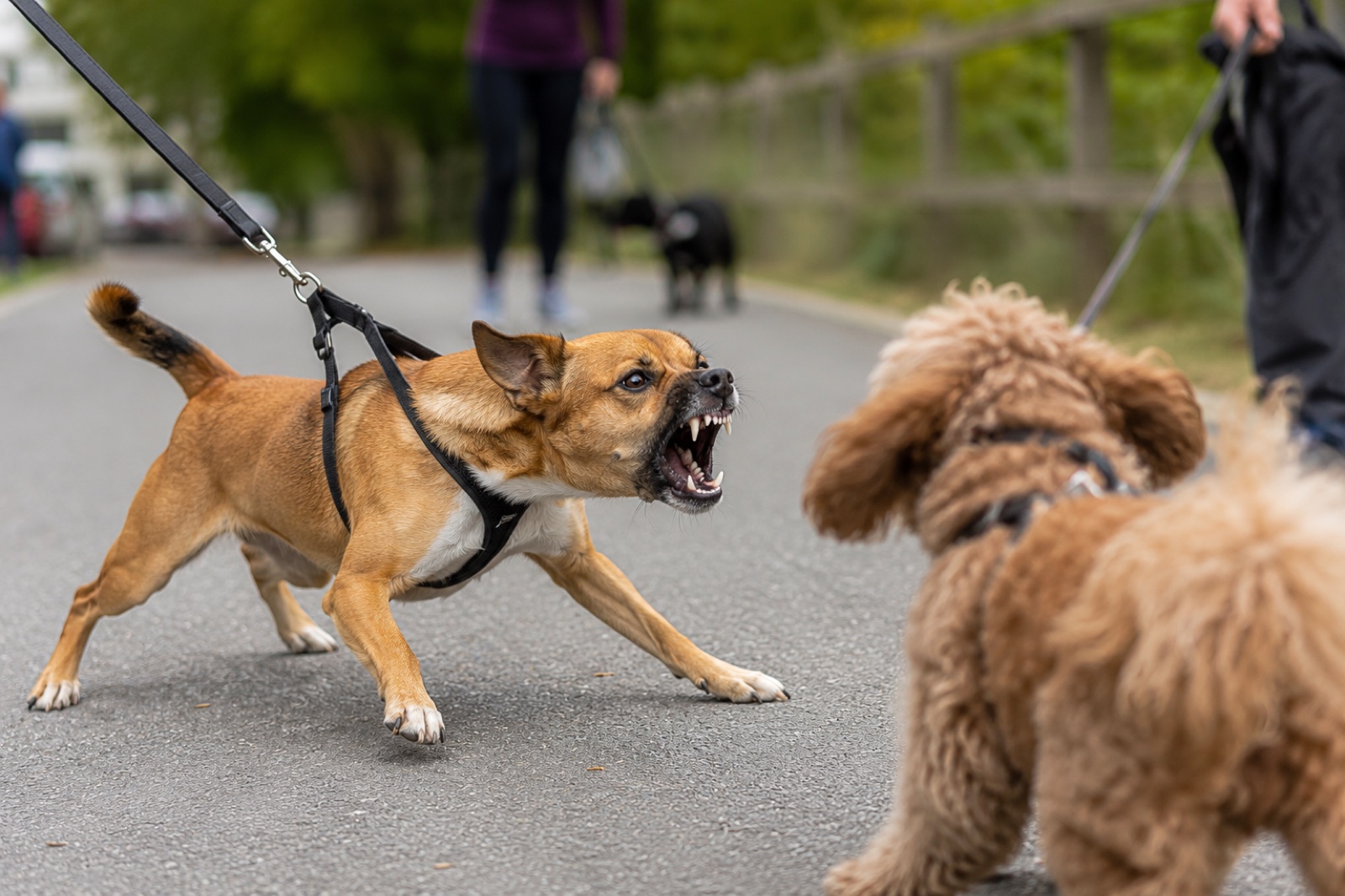 Reactive dog on a lead barking at another dog across a Melbourne street, the behaviour reactive dog training works to change