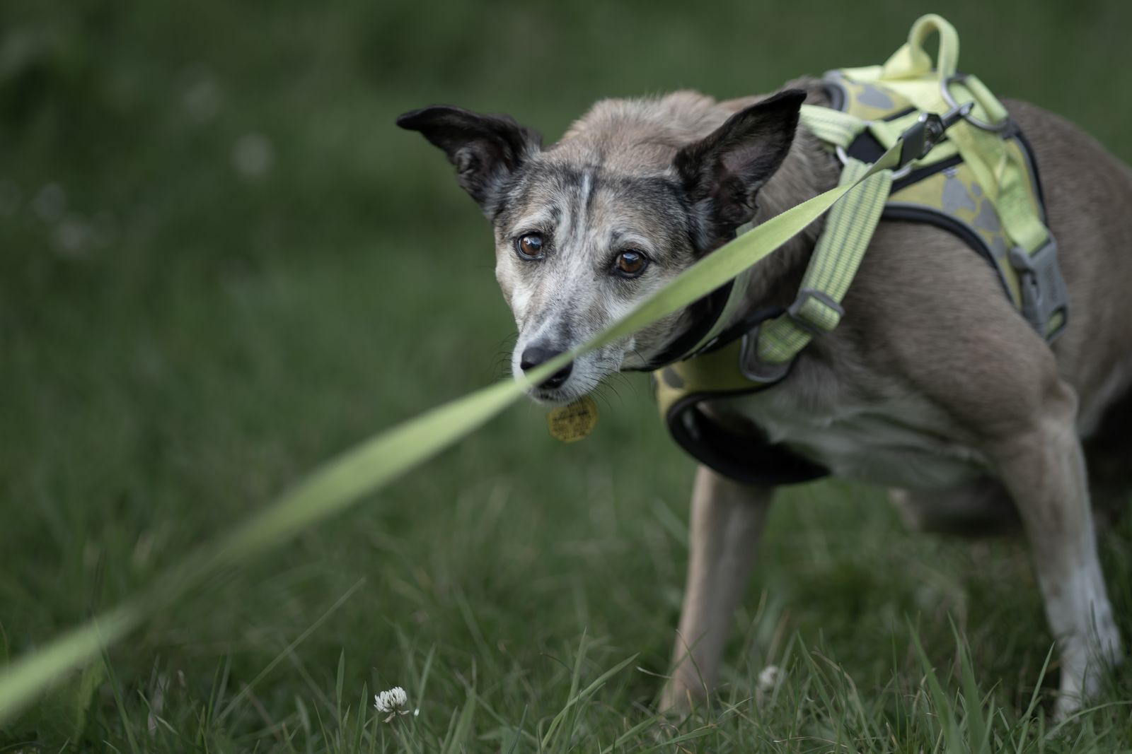 Anxious dog leaning away from a taut, tight leash with its ears back, the leash tension that makes a reactive dog worse