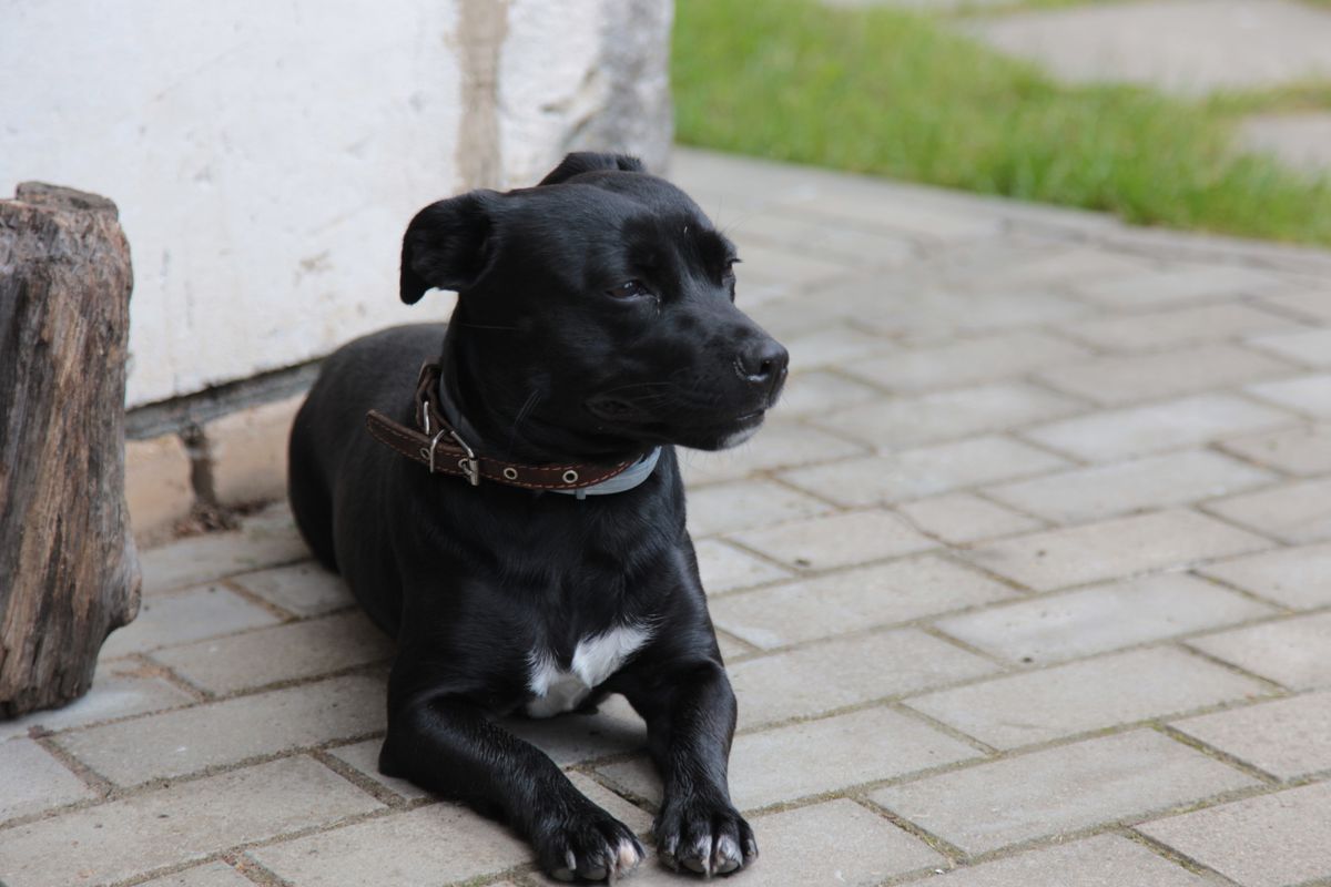 A black Staffordshire Bull Terrier lying calmly and settled on pavement, the relaxed default that owners rarely get blamed for