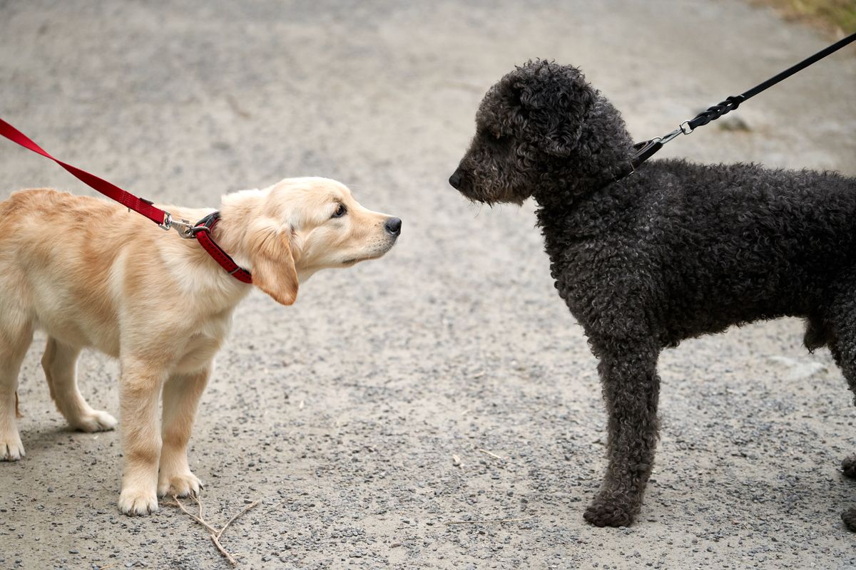Two leashed dogs facing each other on a path, the head-on meeting that often sets a reactive dog off