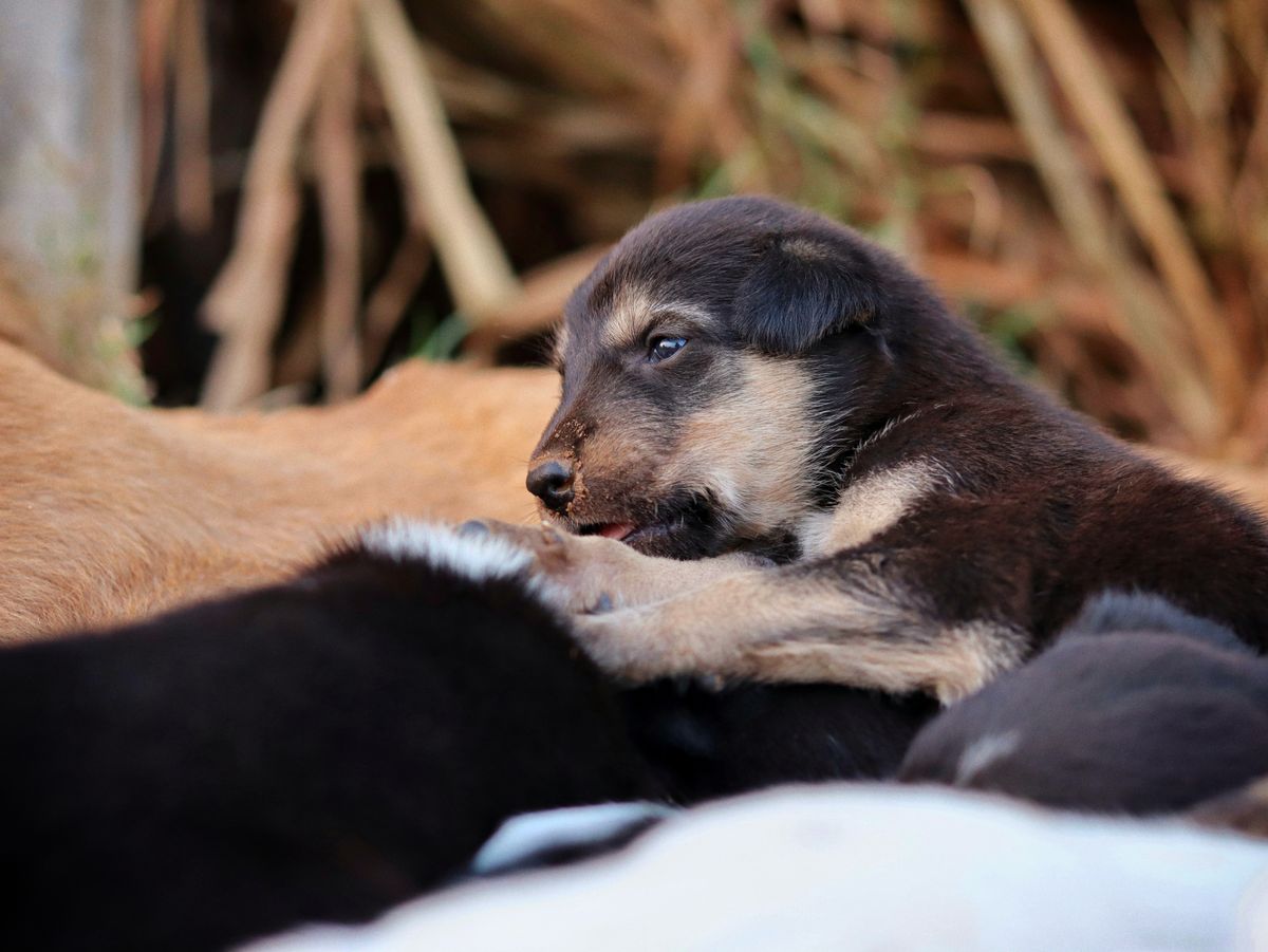 A newborn puppy resting against its mother in the litter, the breeder weeks that build a calm baseline